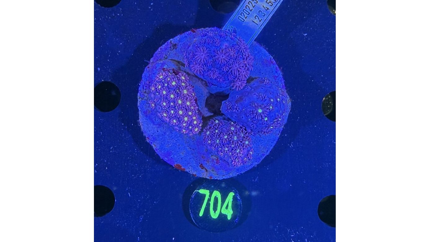 Goniopora sp. WYSIWYG 0704