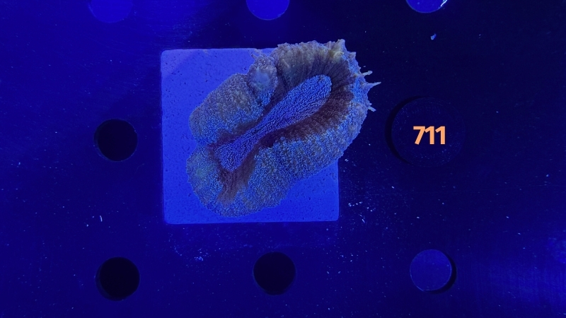 Lobophyllia sp. WYSIWYG 0711