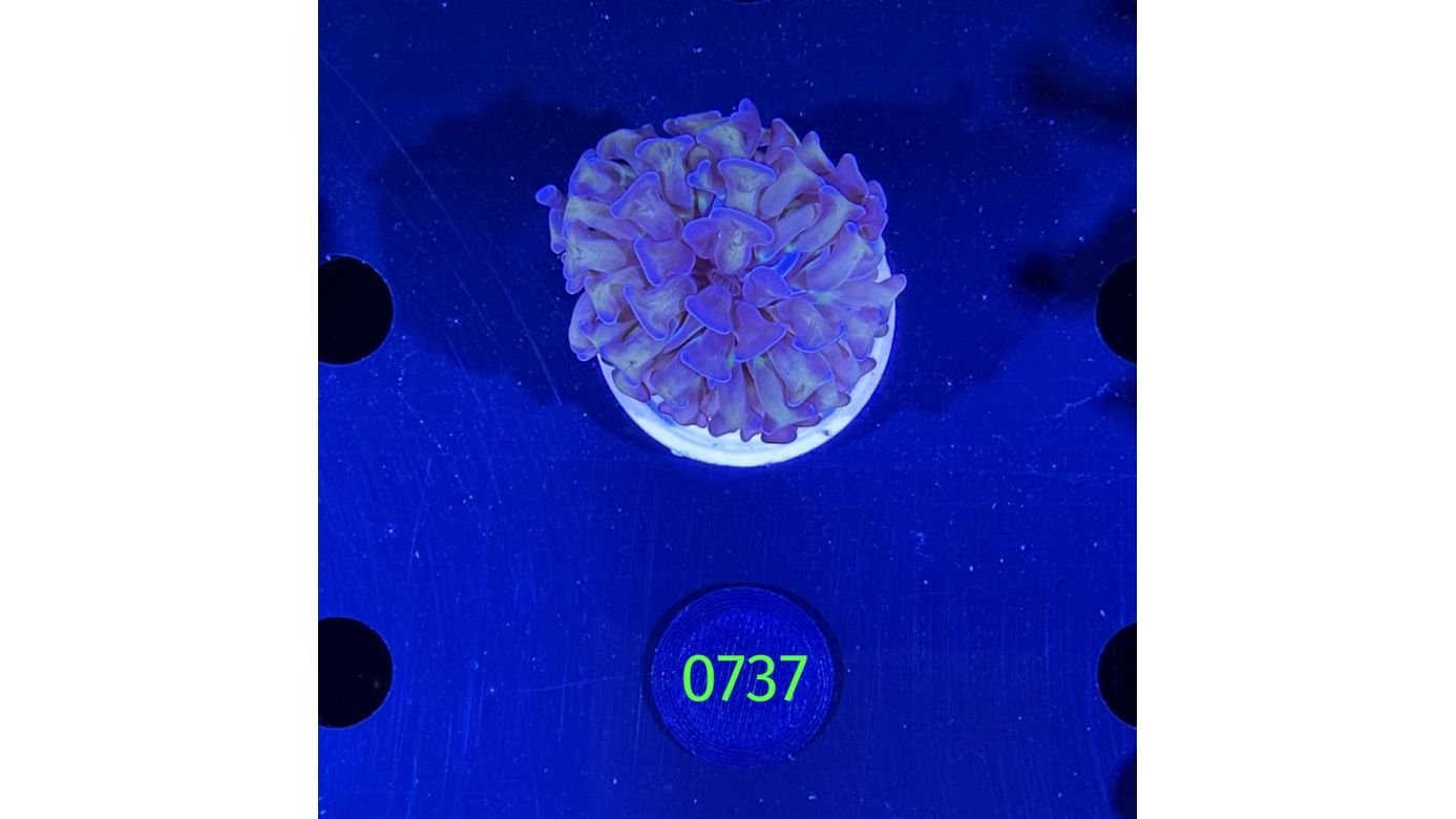 Euphyllia paraancora 0737