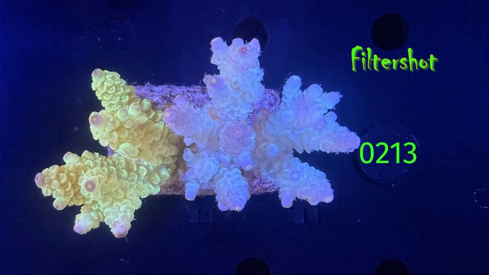 Acropora sp. WYSIWYG 0213