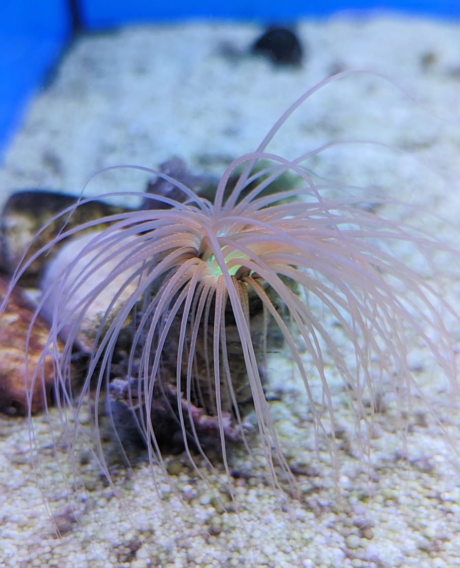 Pachycerianthus sp. - Zylinderrose Orange