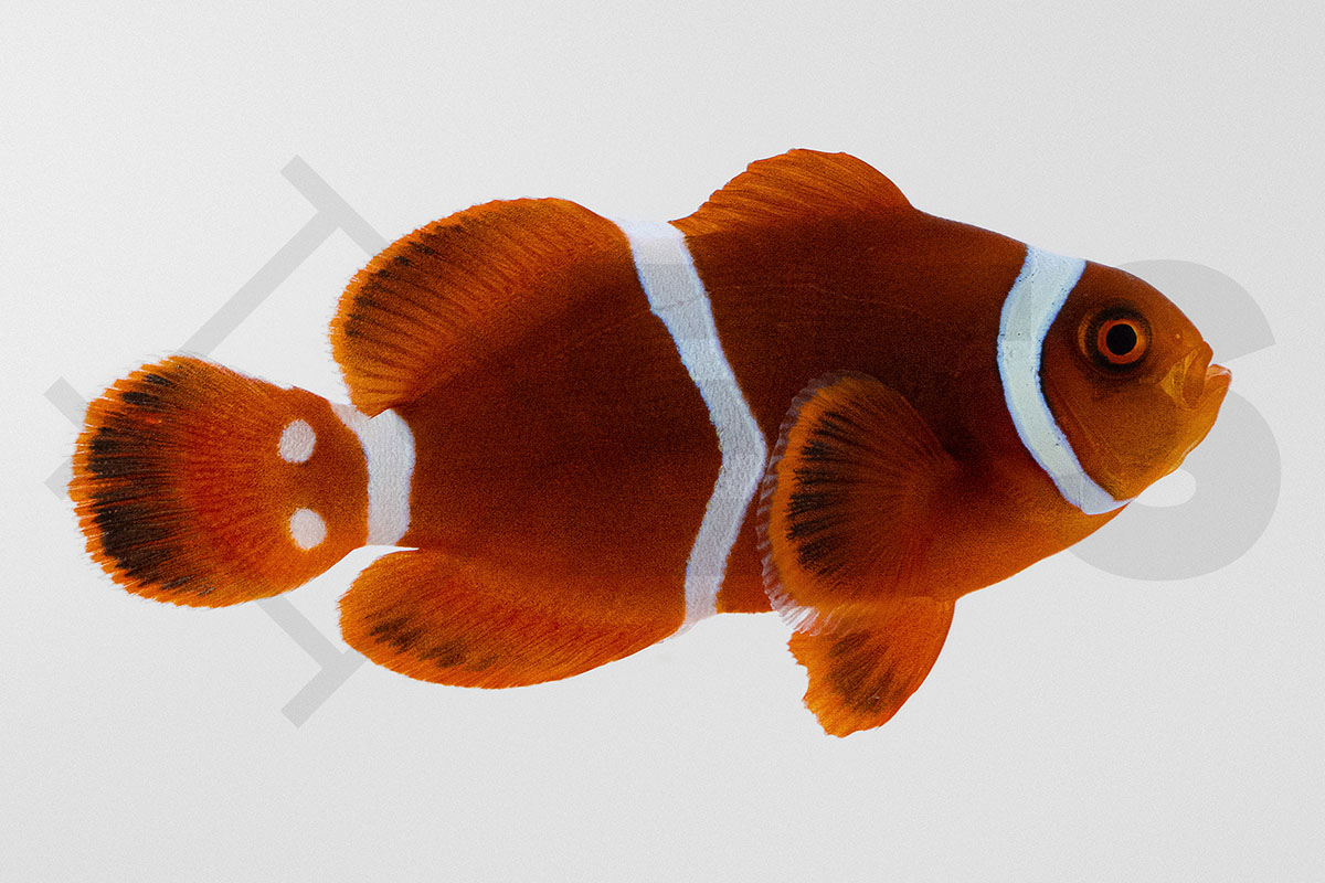 Amphiprion biaculeatus - Samtanemonenfisch "Natur" NZ