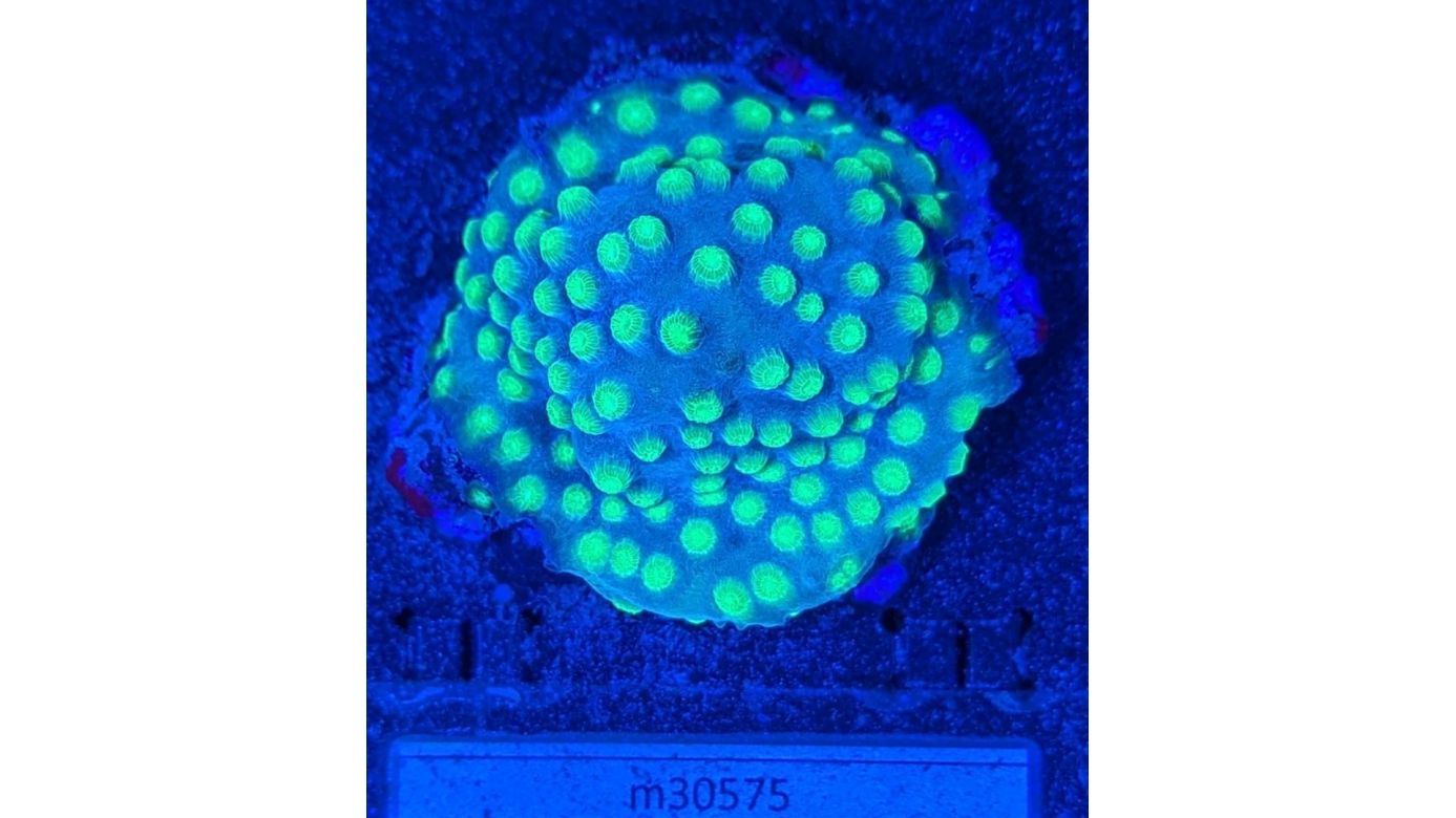 Cyphastrea decadia - Meterorschauer Koralle Green Universe Deutsche Nachzucht 0021