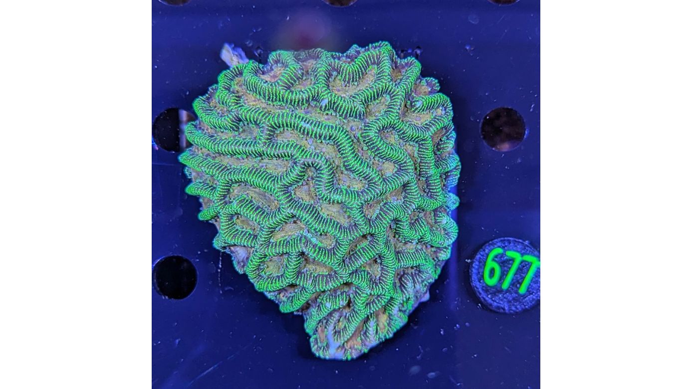 Platygyra WYSIWYG 0677