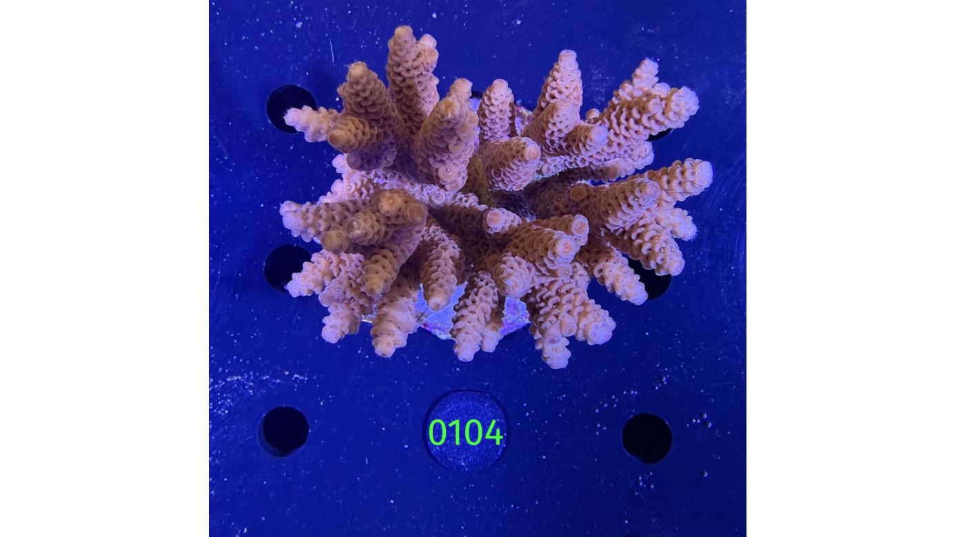 Acropora sp. WYSIWYG 0104