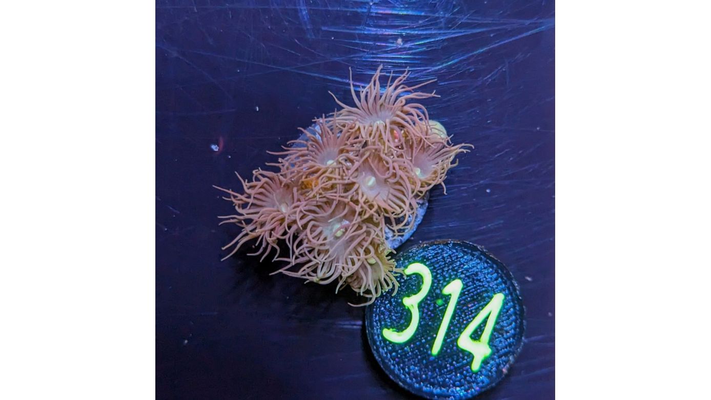 Terrazoanthus sp. - Krustenanemone Gelb PlanktonPlus Nachzucht 0314