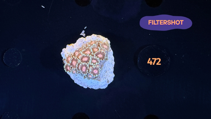 Goniopora sp. - 0472