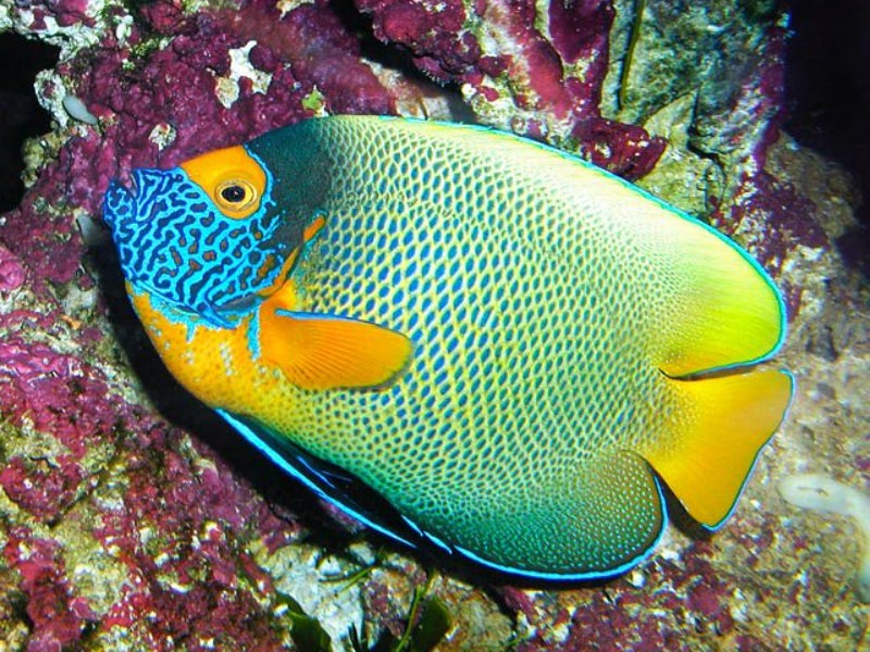 Pomacanthus xanthometopon - Blaukopf Kaiserfisch