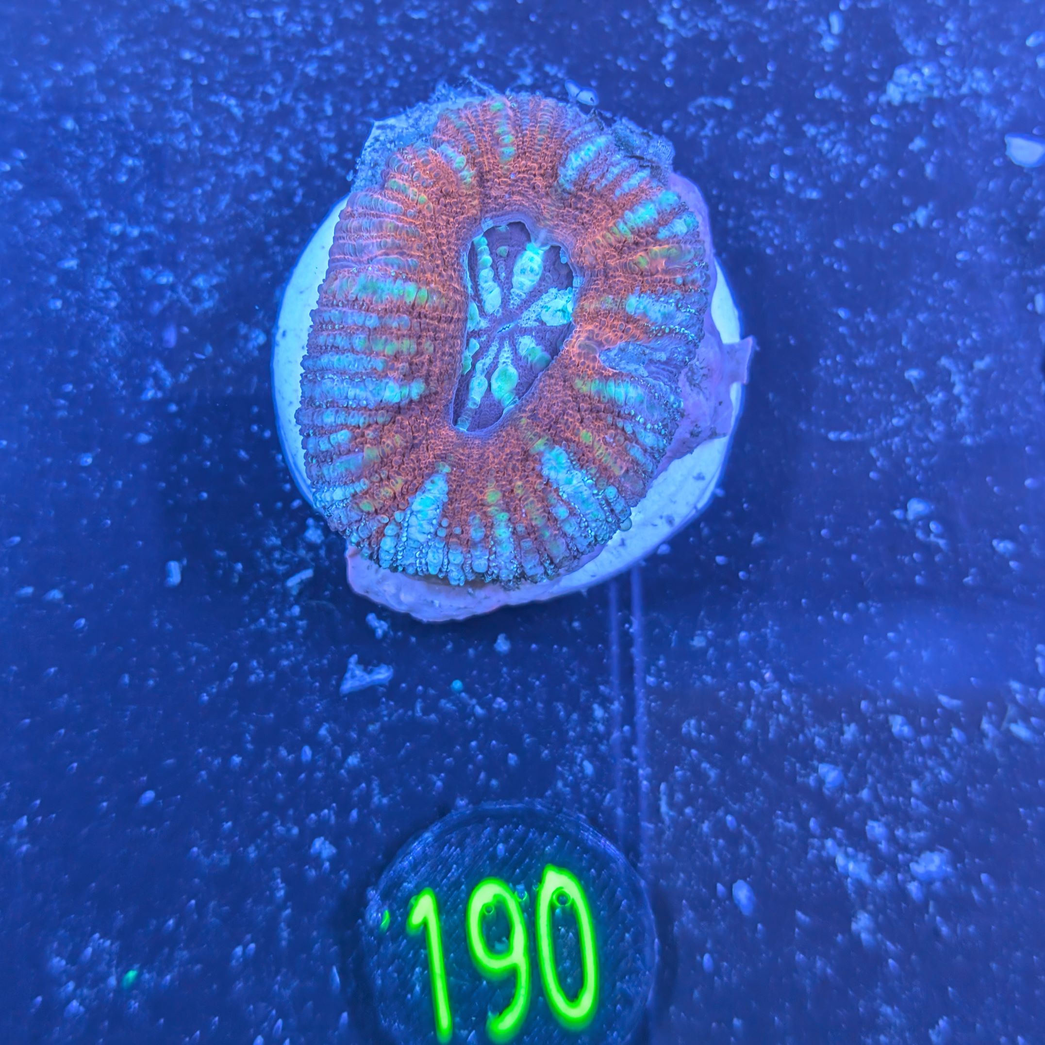 Lobophyllia sp. 0190