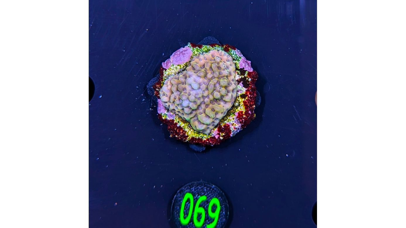 Montipora sp.- Kleinpolypige Steinkoralle Crazy T Deutsche Nachzucht 0069