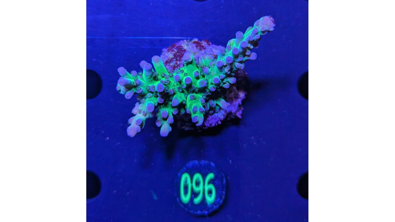 Acropora sp. - Purple Chronic Steinkoralle Deutsche Nachzucht 0096