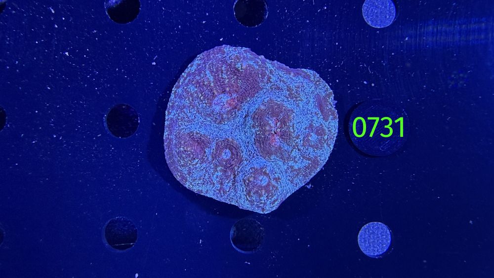 Echinophyllia/Chalice WYSIWYG 0731