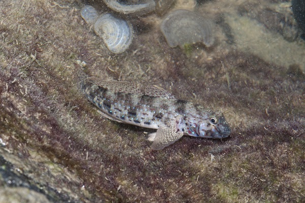 Istigobius Ornatus - Schmuckgrundel