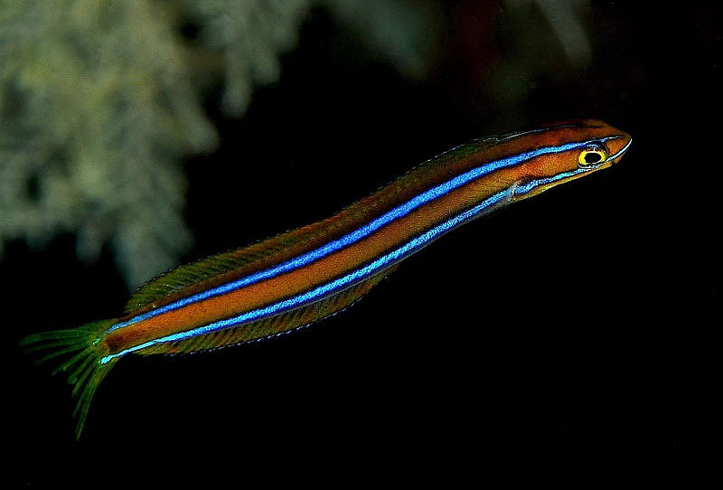Plagiotremus rhinorhynchos - Blaustreifen Blenny