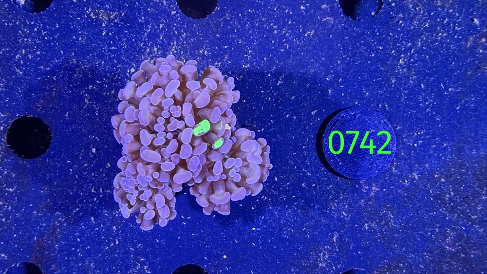 Euphyllia paraancora WYSIWYG 0742