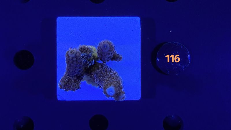 Acropora sp. WYSIWYG 0116