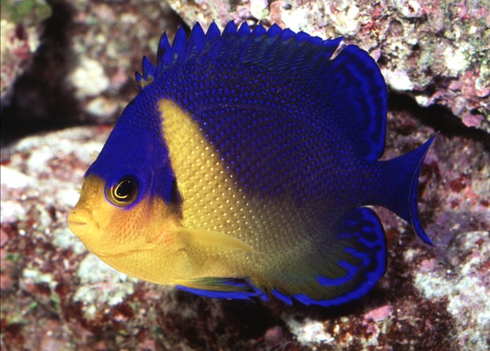 Centropyge colini - Colins Zwergkaiserfisch