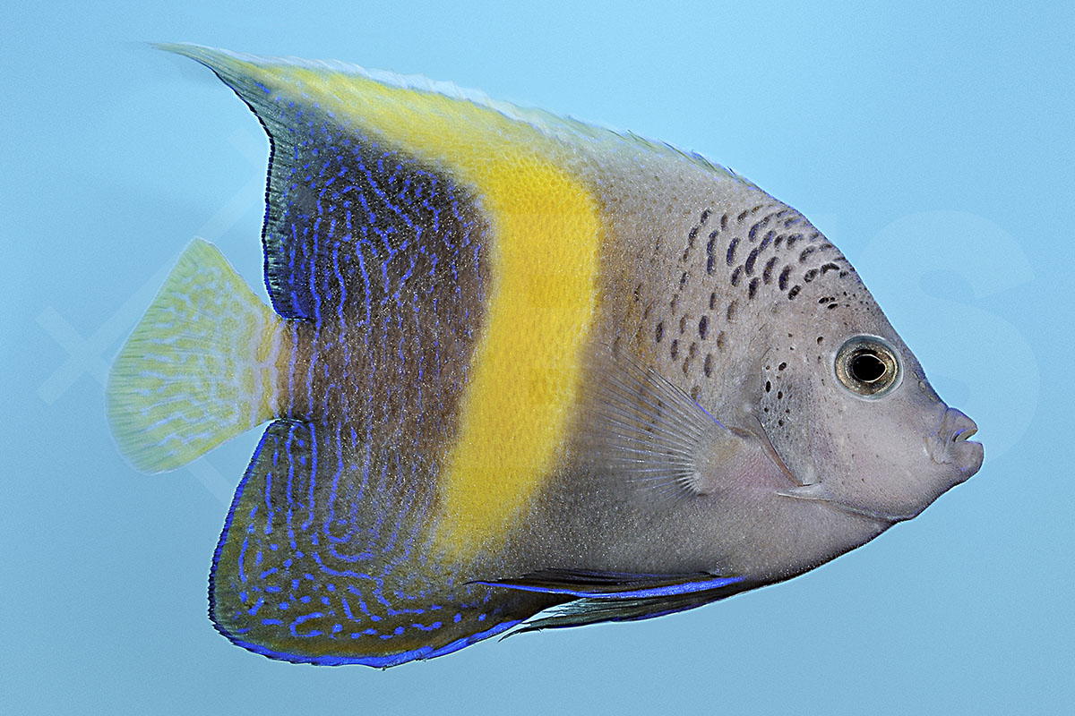 Pomacanthus maculosus - Arabischer Kaiserfisch gelbe Sichel