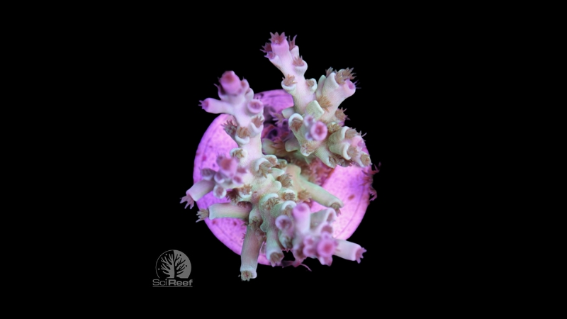 SciReef Acropora tenuis TWIN Grade 1 "pistaccio" 0292