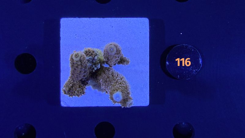 Acropora sp. WYSIWYG 0116