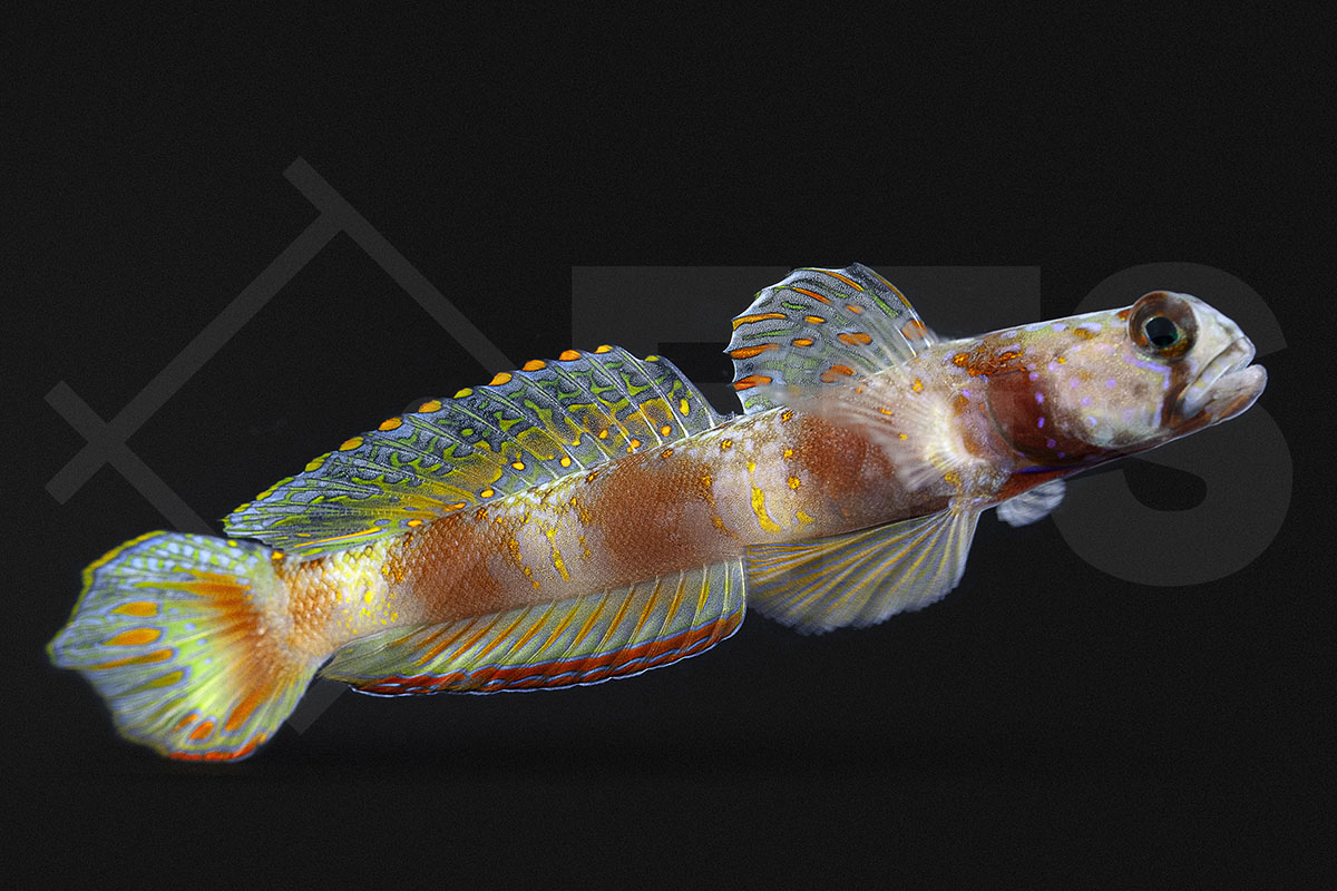 Amblyeleotris latifasciata - Hafengrundel