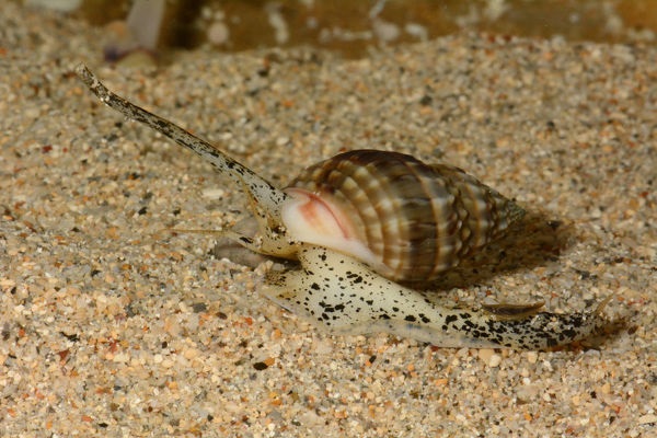 Nassarius distortus - Halsband Sandschnecke