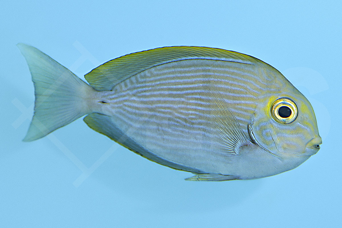 Acanthurus mata - Augenfleck Doktorfisch