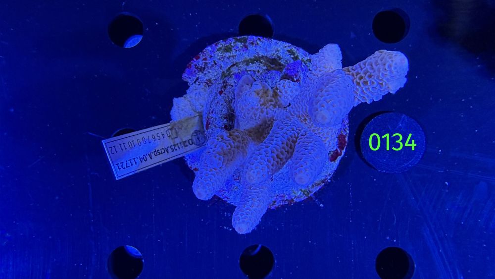 Acropora sp. WYSIWYG 0134