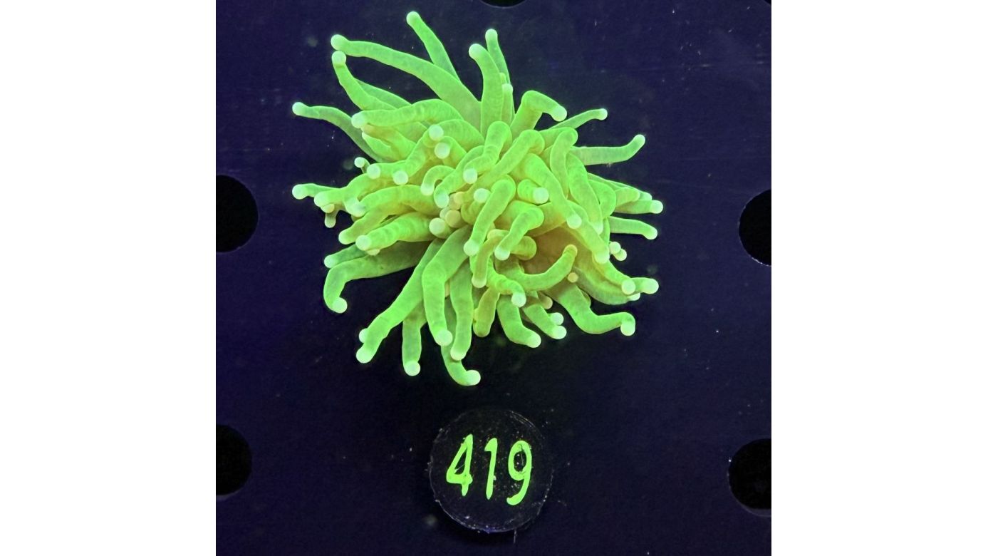 Euphyllia glabrescens - Fackelkoralle Torch "Hulk" 0419