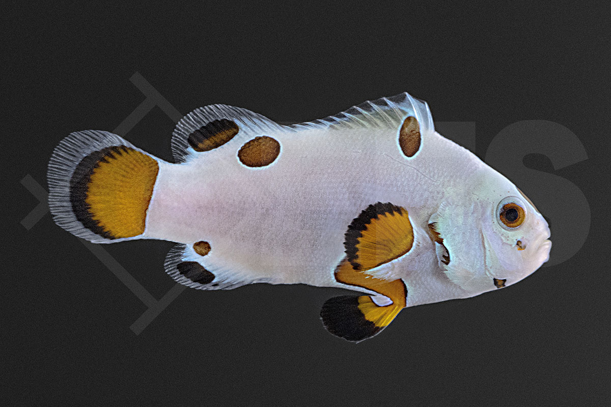 Amphiprion ocellaris - Falscher Clownfisch "Hail Storm" NZ Amphiprion ocellaris - Falscher Clownfisch "Hail Storm" NZ
