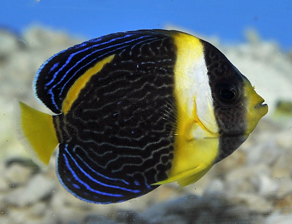 Chaetodontoplus duboulayi - Queensland Samtkaiserfisch