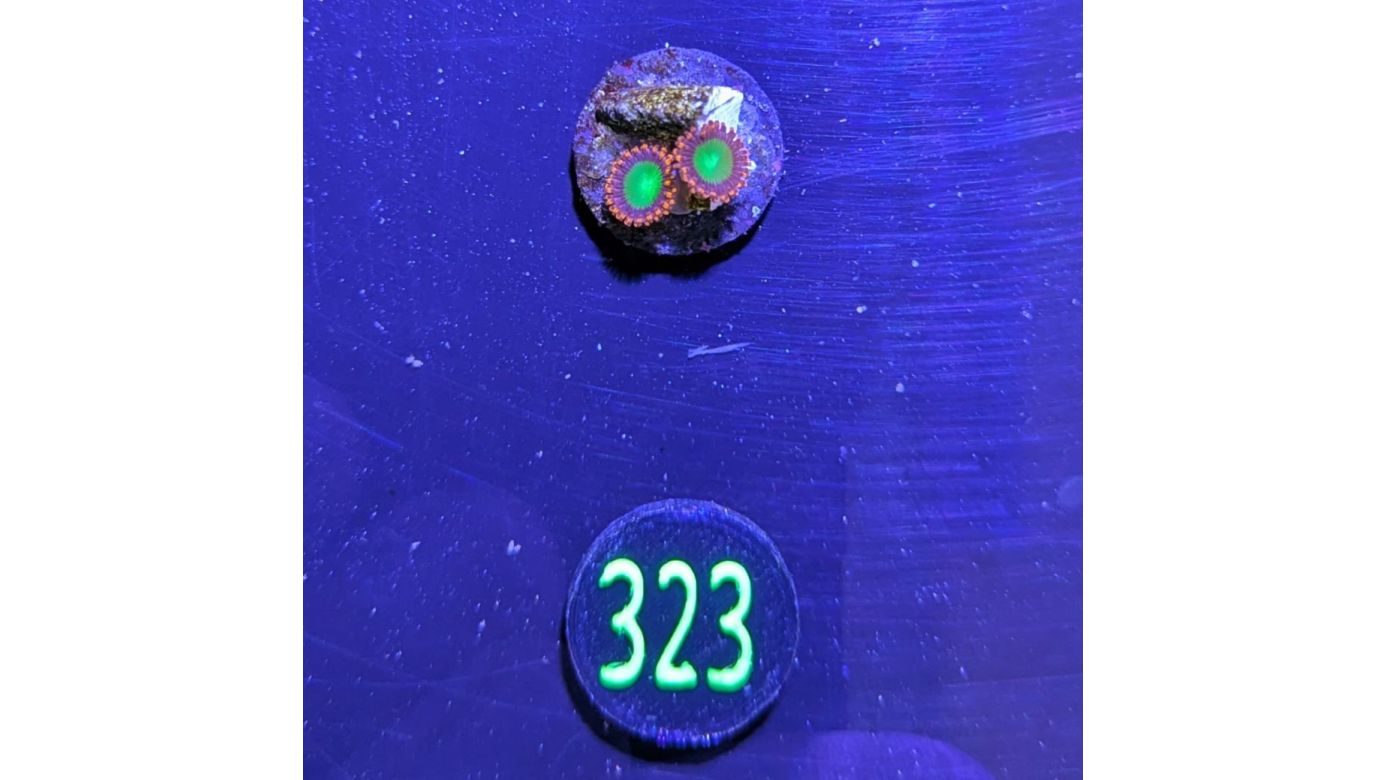 Zoanthus sp. - Krustenanemone "Goblin Fire" Deutsche Nachzucht 0323