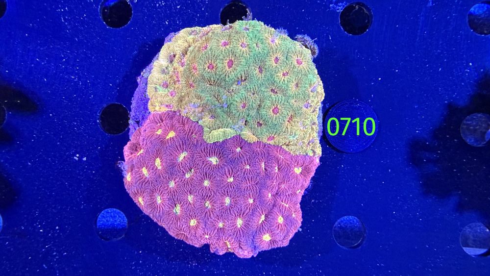 Favia sp. WYSIWYG 0710