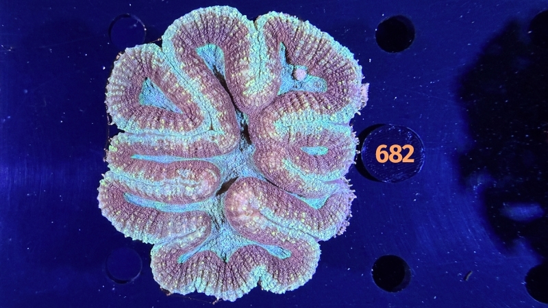 Symphyllia sp. WYSIWYG 0682