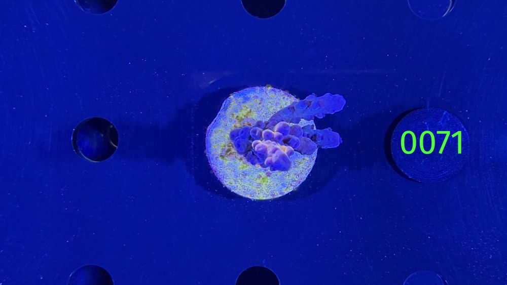 Acropora sp. - Steinkoralle "Joker" DNZ 0071