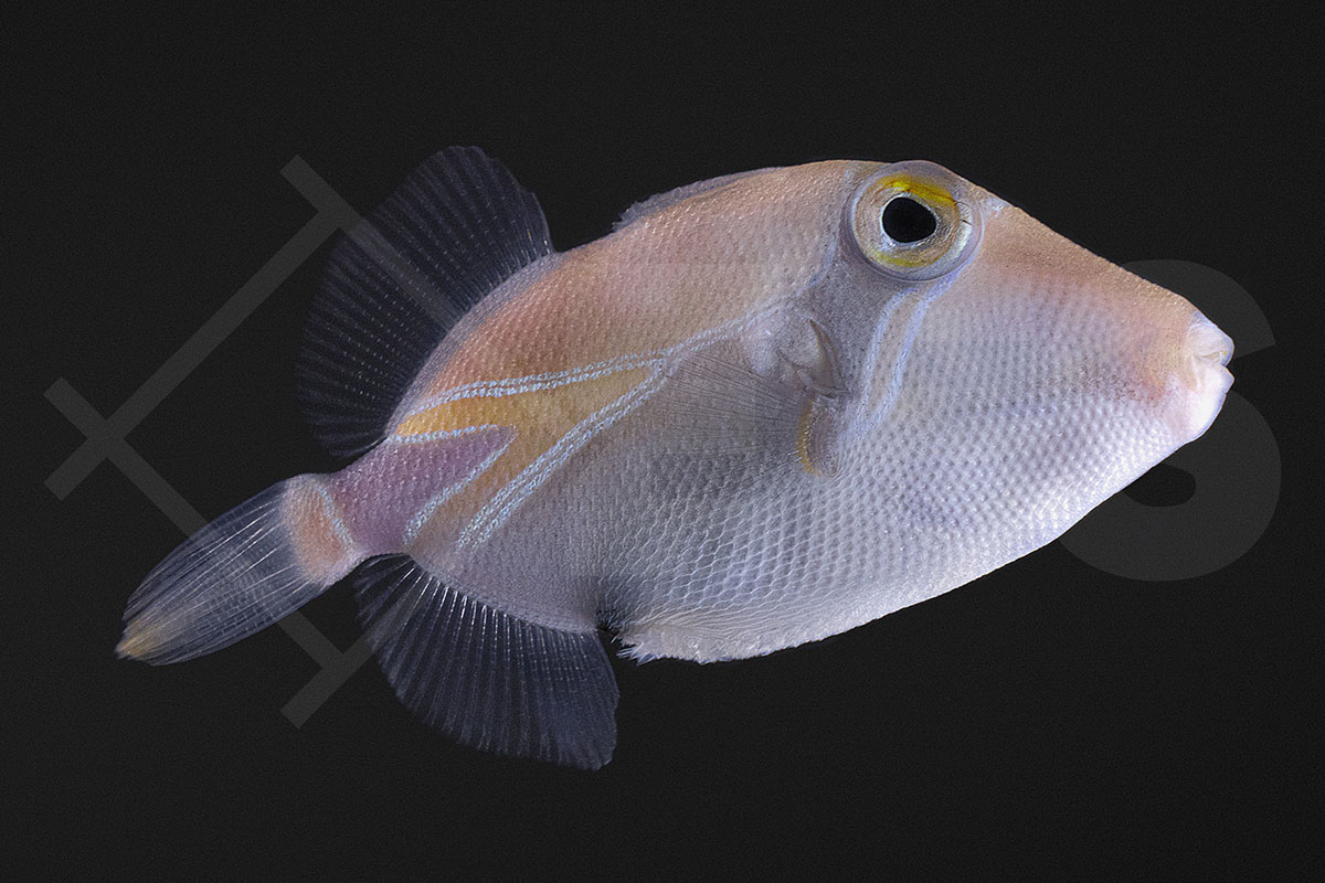 Rhinecanthus rectangulus - Diamant Picassodrückerfisch