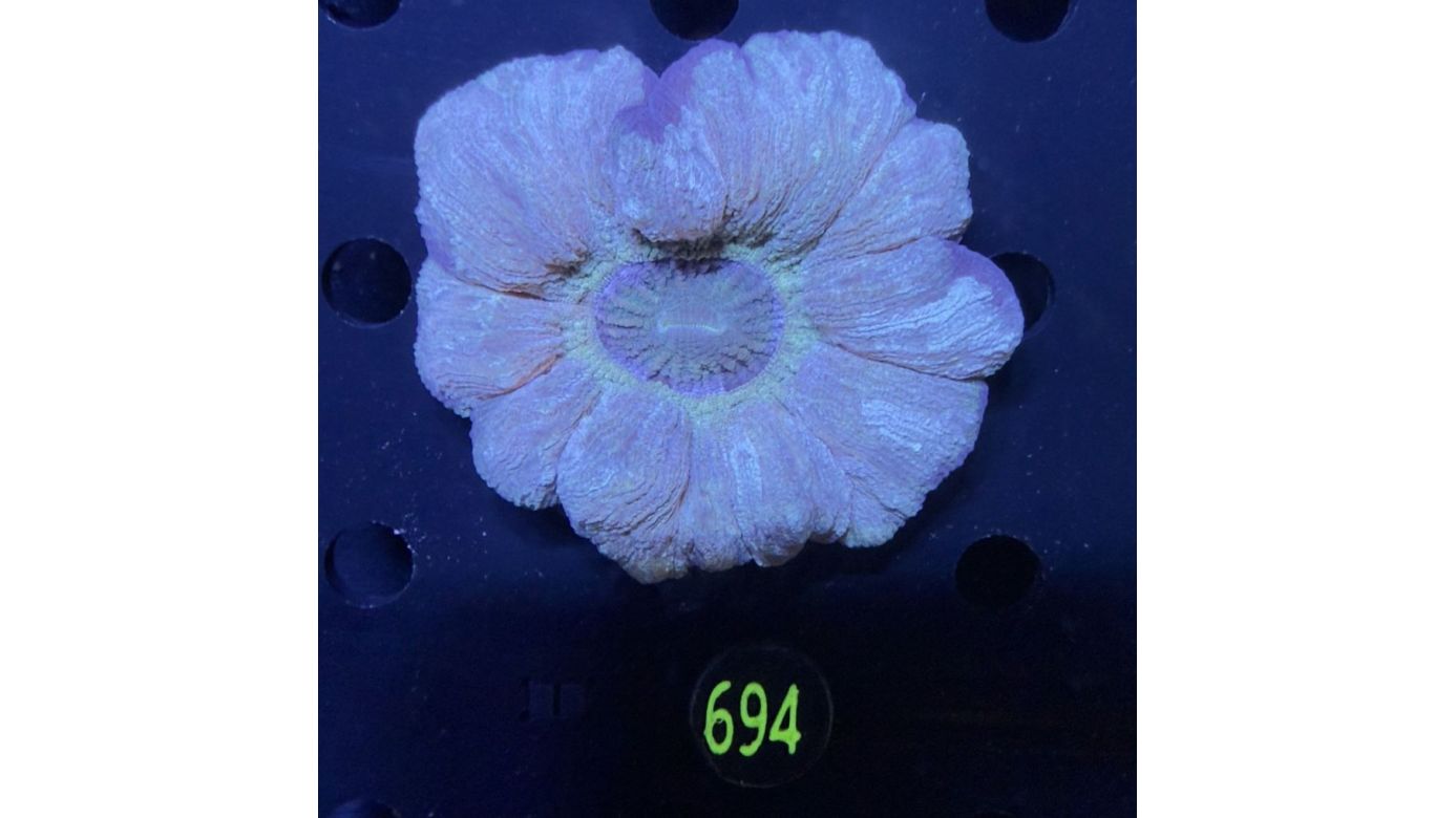 Trachyphyllia geoffroyi WYSIWYG 0694