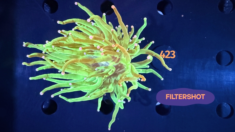 Euphyllia glabrescens - Fackelkoralle Torch "Toxic green" 0423