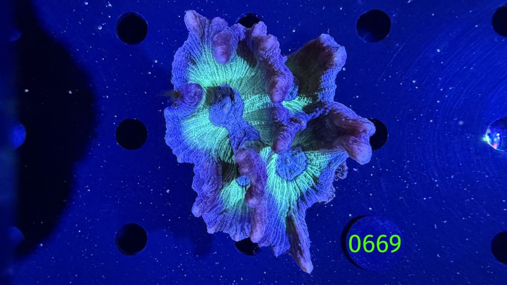 Pectinia sp. WYSIWYG 0669