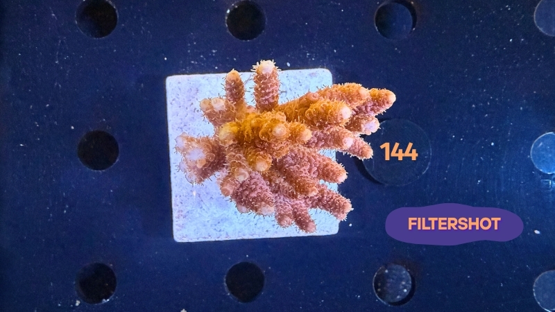 Acropora hyacinthus WYSIWYG 0144