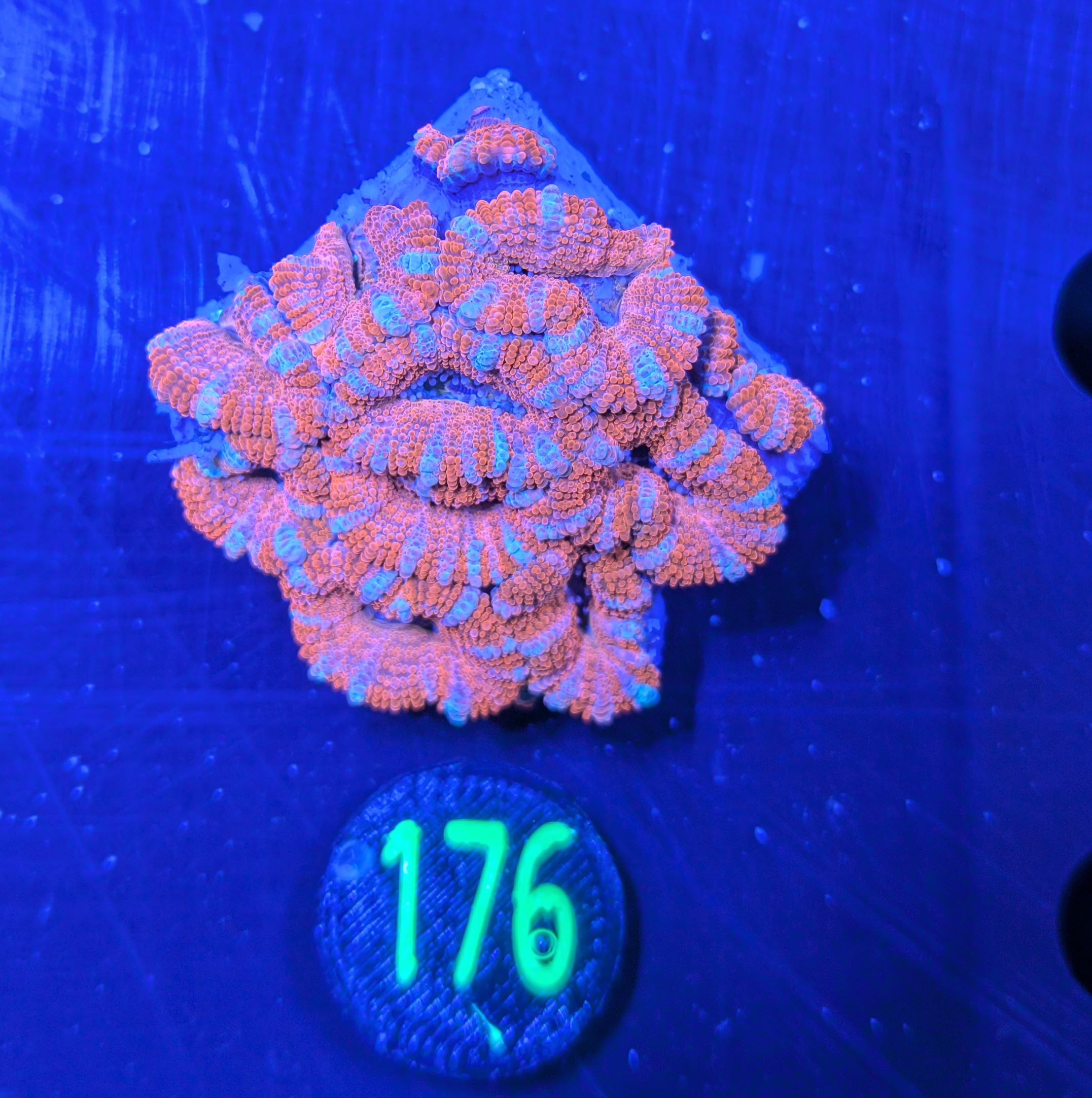 Acanthastrea lordhowensis -Ausi- 0176
