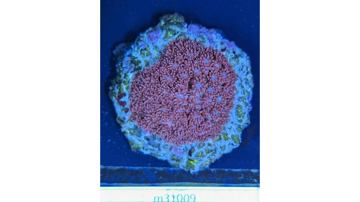 Goniopora - Margeritenkoralle Lila/Rot Deutsche Nachzucht 0005
