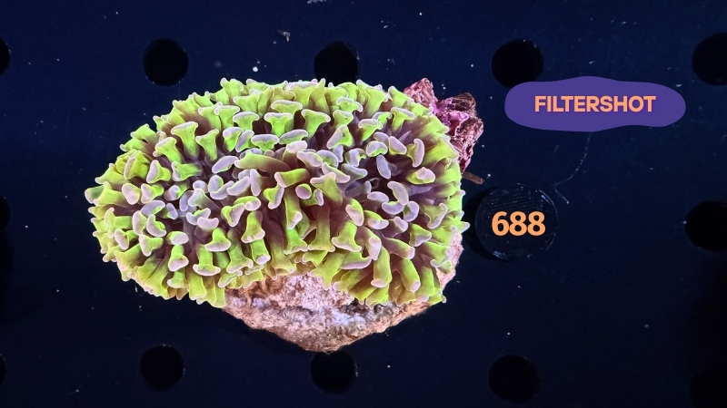 Euphyllia ancora WYSIWYG 0688