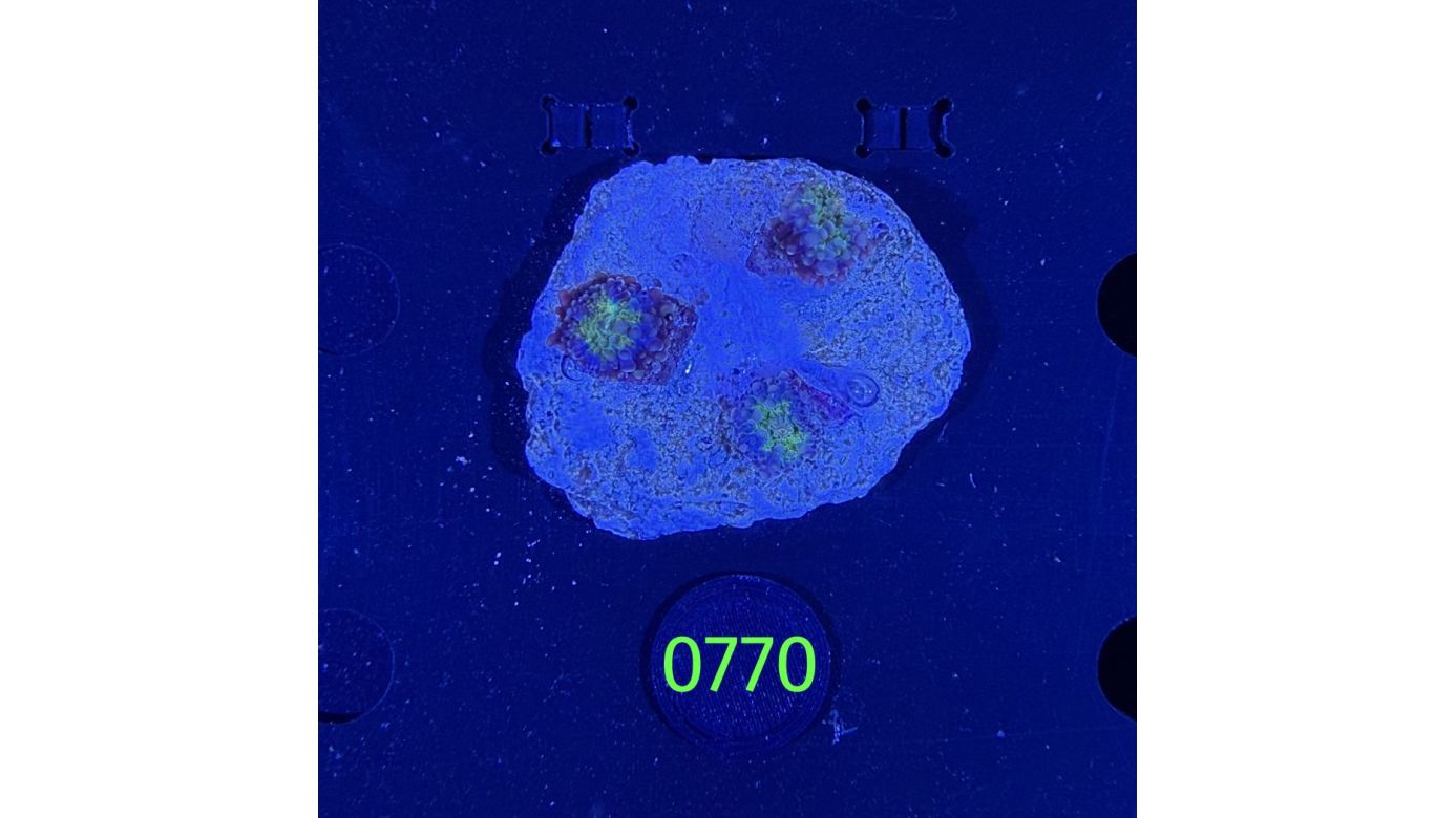 Ricordea sp. WYSIWYG 0770