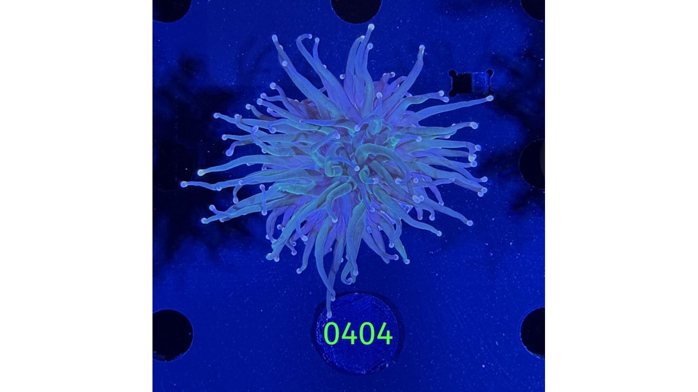 Euphyllia glabrescens - Fackelkoralle Torch 0404