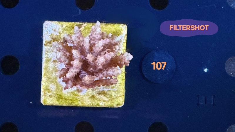 Acropora sp. WYSIWYG 0107