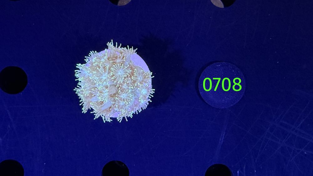 Goniopora sp. - Margeritenkoralle 0708