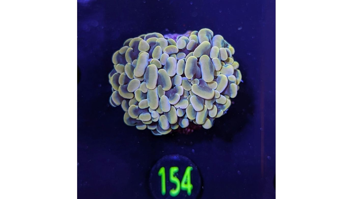 Euphyllia baliensis - Brombeeren Koralle Gold Deutsche Nachzucht 0154