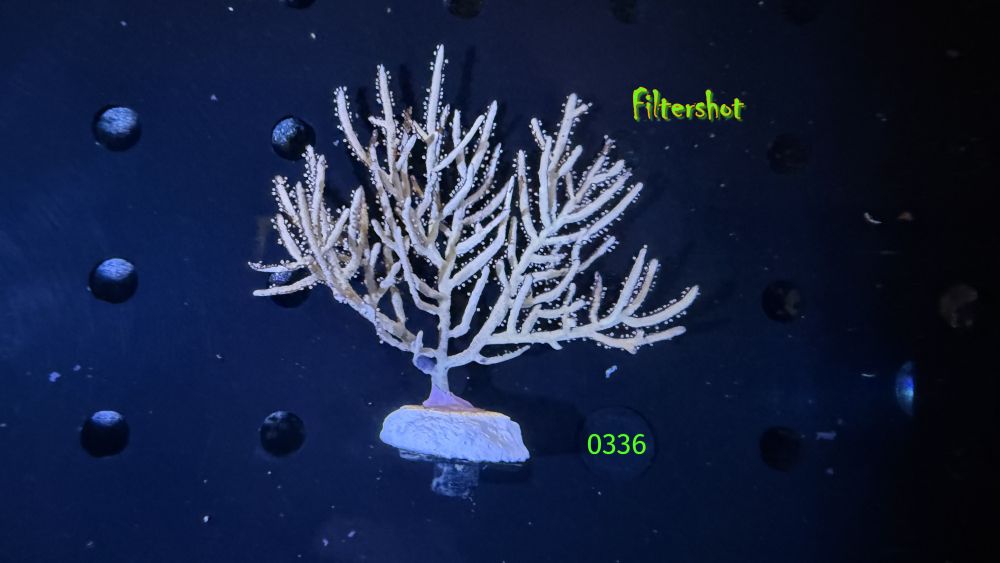 Pterogorgia citrina - gelbe Gorgonie WYSIWYG 0336