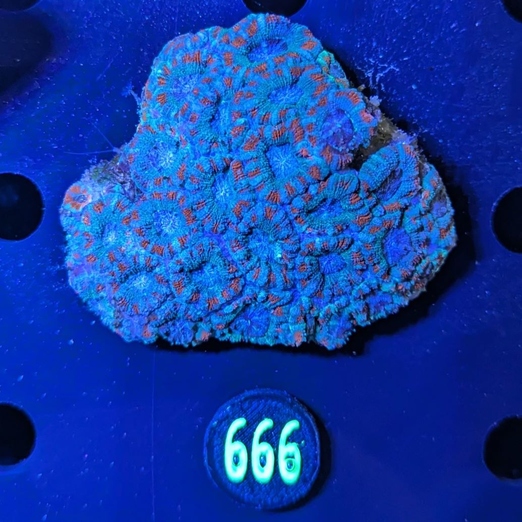 Acanthastrea lordhowensis WYSIWYG 0666